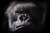 Picture of king